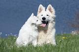 BERGER BLANC SUISSE - ADULTS ET PUPPIES 003